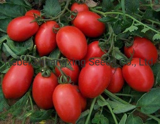 Big Oval Determinate Hybrid Tomato Seeds Vegetable Seed for Sowing