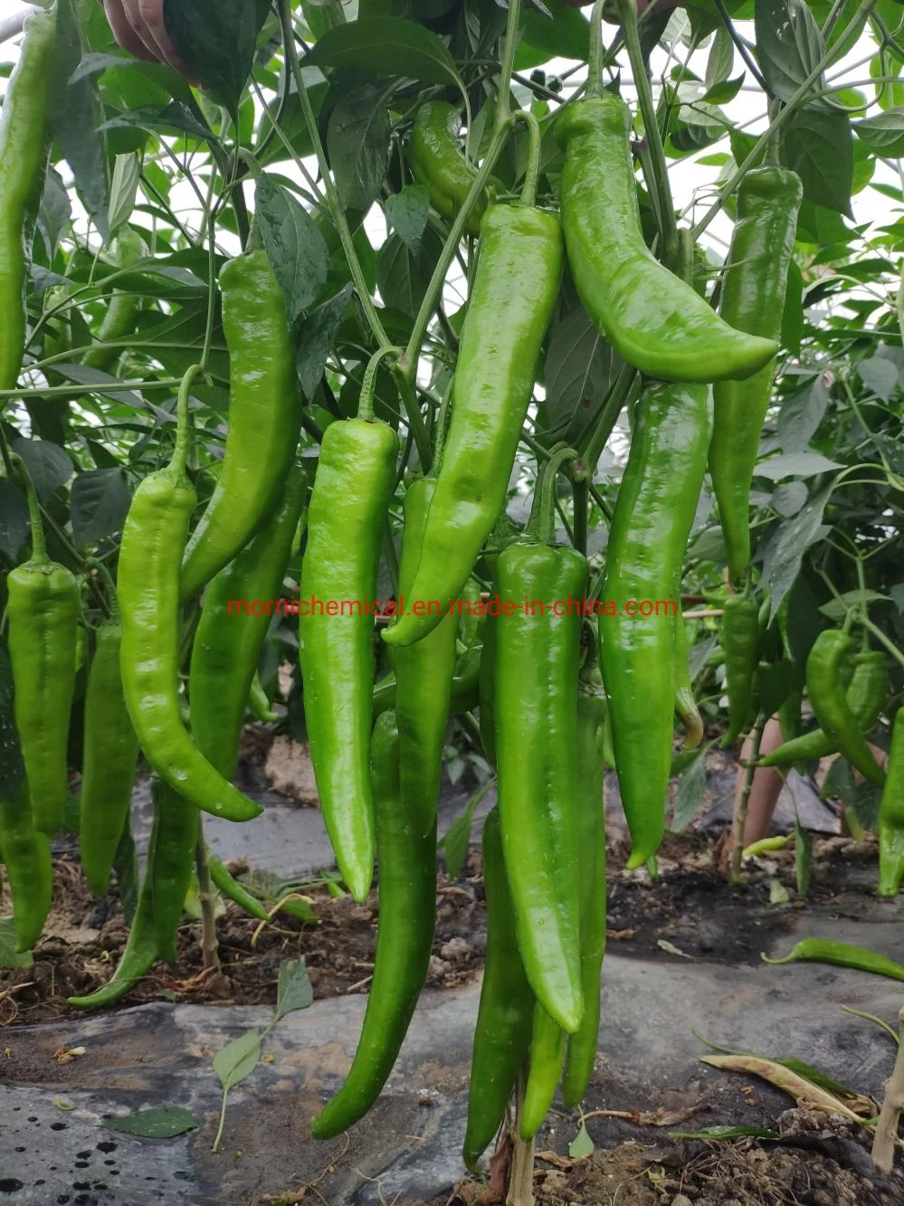 Highly Resistance to Disease Pepper Seeds for Plant