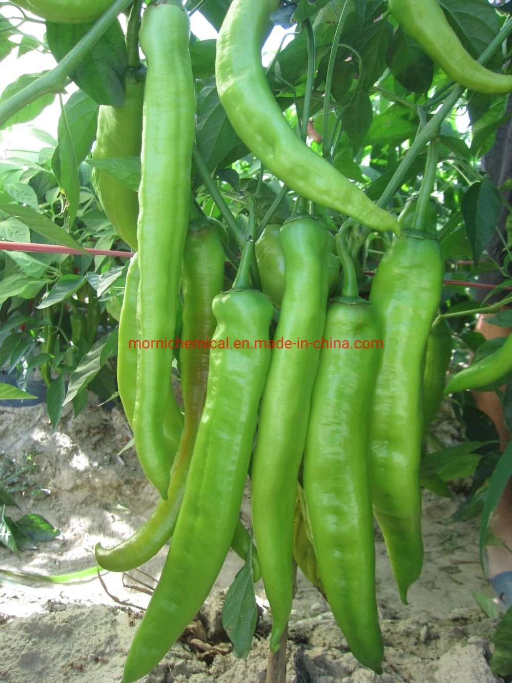 Highly Resistance to Disease Pepper Seeds for Plant