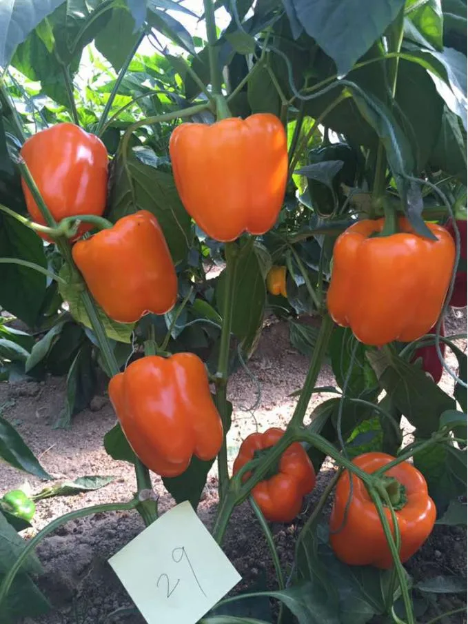 Orange Hybrid Pepper Seeds Sweet Pepper