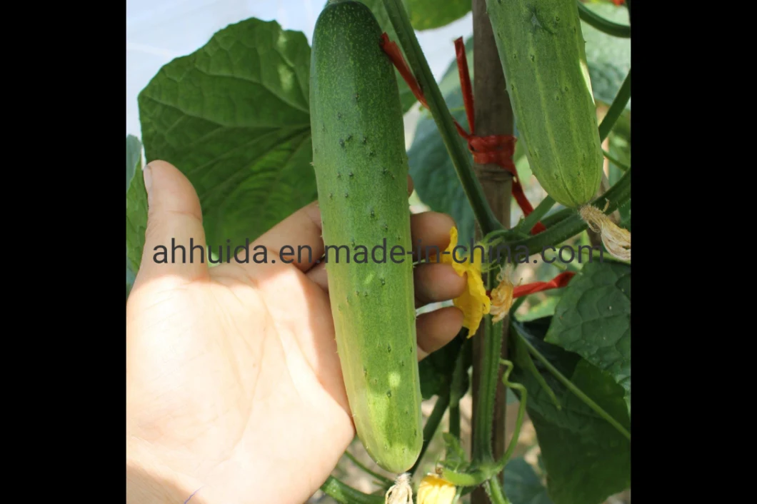 HD White Skin Cucumber Seeds for Sowing