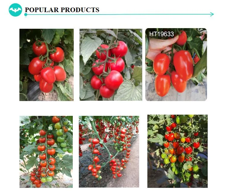 HD Capsicum Spp. Dark Green Long Liner Hybrid Chili Pepper Seeds for Sowing