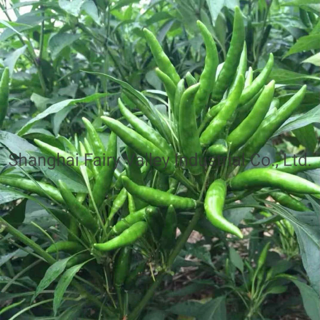 High Yield Hybrid F1 Red Cluster Pepper Chilli Seeds for Growing-Korean Rice Chilli King