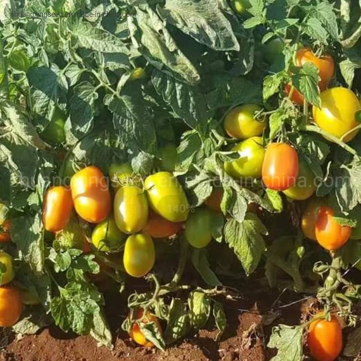 Big Oval Determinate Hybrid Tomato Seeds Vegetable Seed for Sowing