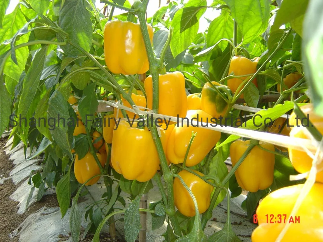 High Yield Hybrid F1 Yellow Sweet Pepper Seeds Bell Pepper Seeds for Planting-The Queen