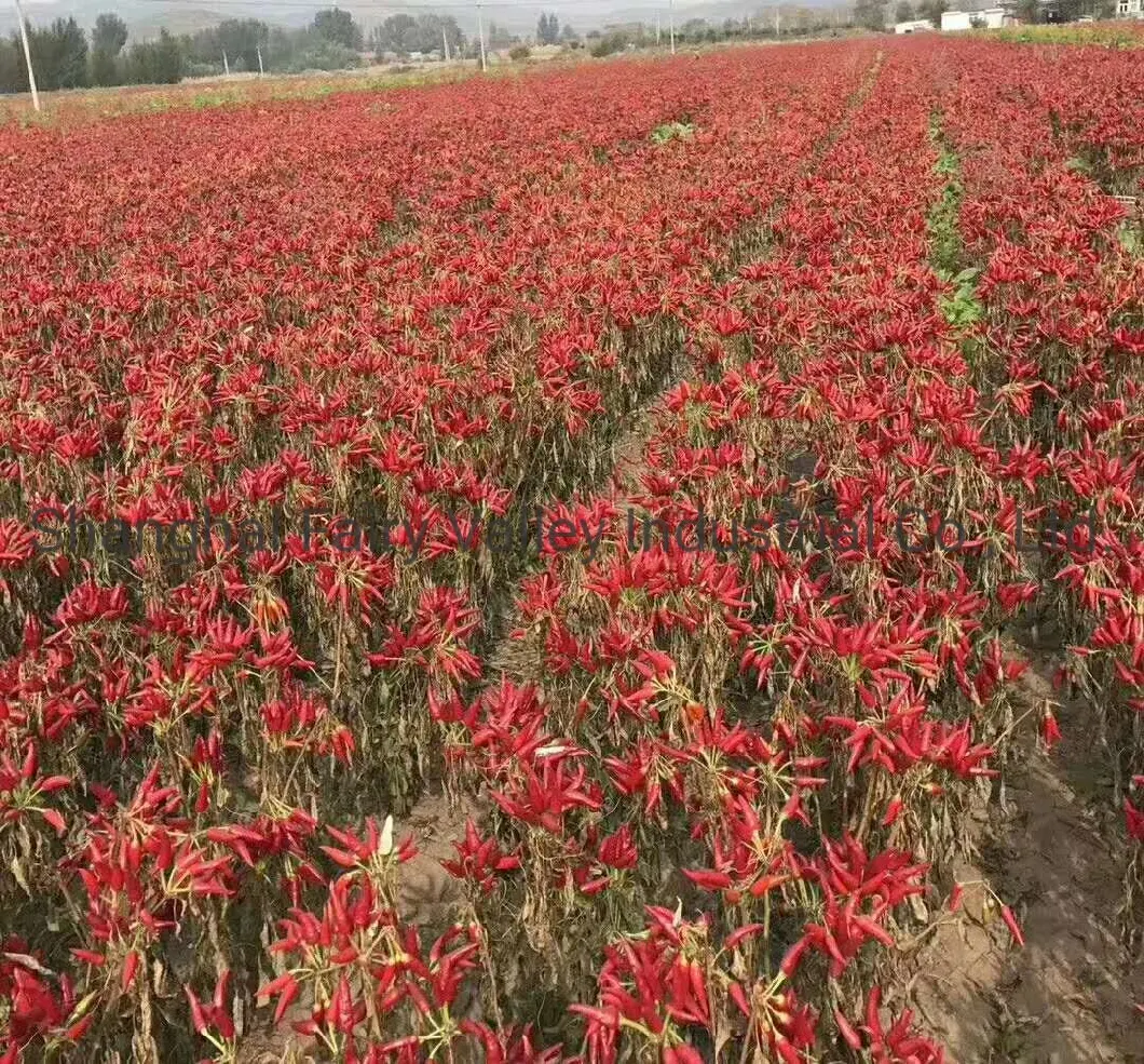 Hybrid F1 Red Cluster Pepper Chilli Seeds Vegetable Seeds for Growing-Sky King Star No. 2