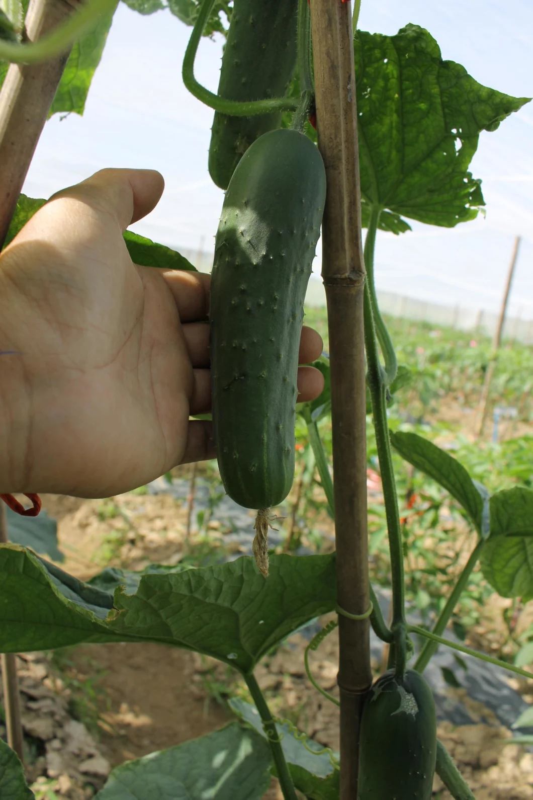 HD Less Spots Green Cucumber Seeds