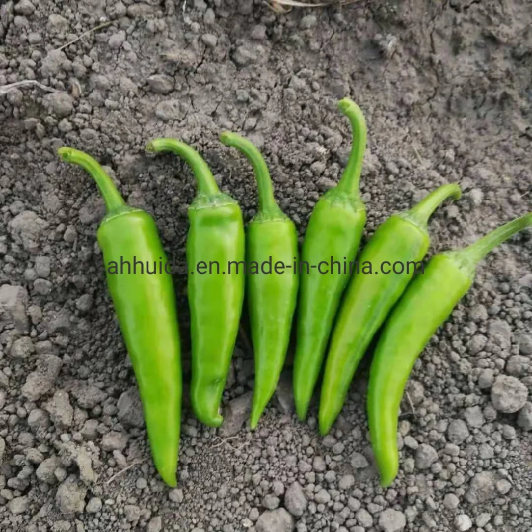 HD Triangle Shape Small Size Green Chili Pepper/Capsicum Seeds1