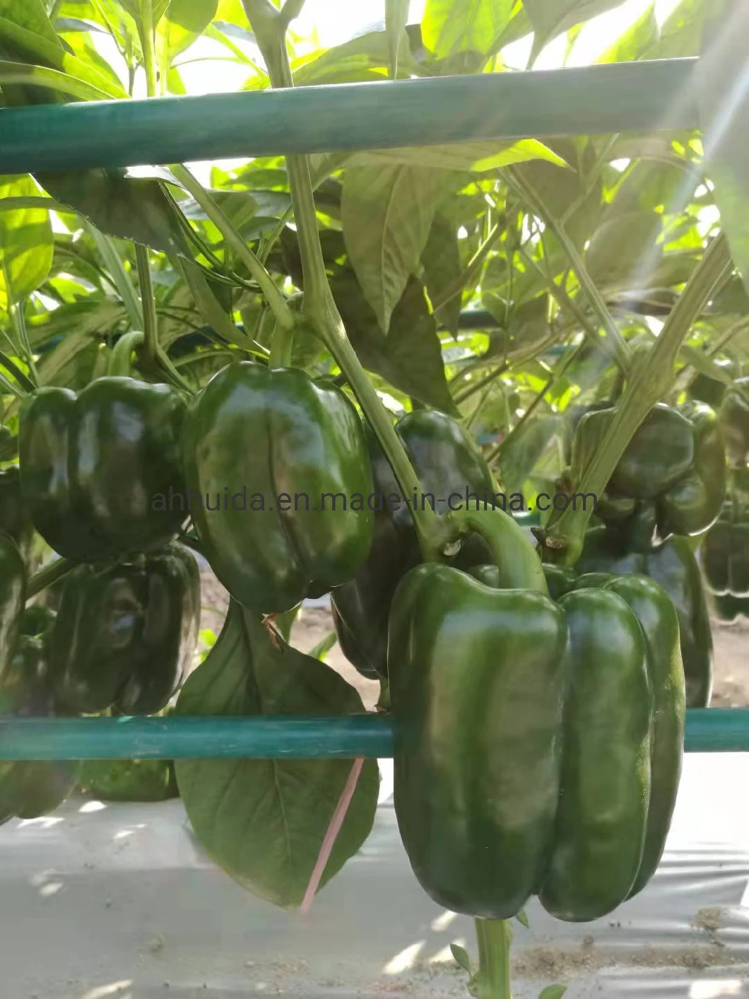 HD Capsicum Dark Green Thick Flesh Sweet Pepper Seeds