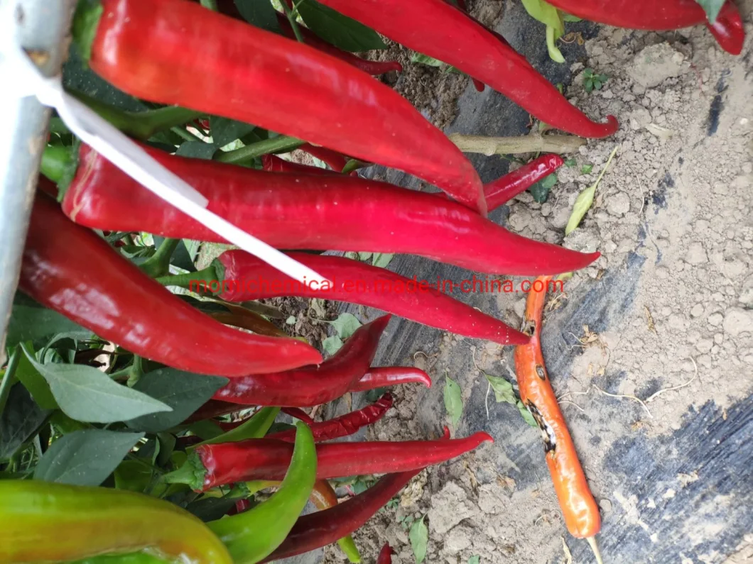 Highly Resistance to Disease Pepper Seeds for Plant