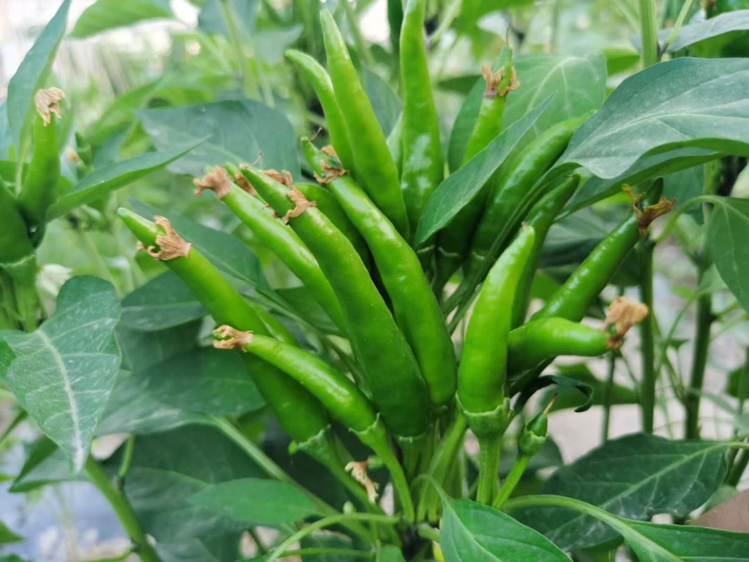 Suntoday Green Hot Chilli Upper Seeds