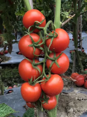 Gemüsesamen Tomatenresistenz gegen Ty1- und Ty3a-Krankheiten zum Anpflanzen