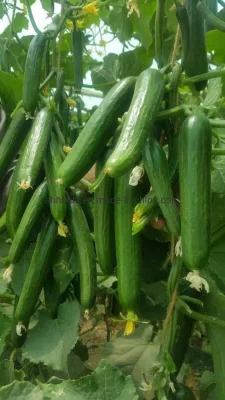 HD Cucumis Green Beauty Lange Gurkensamen zur Aussaat