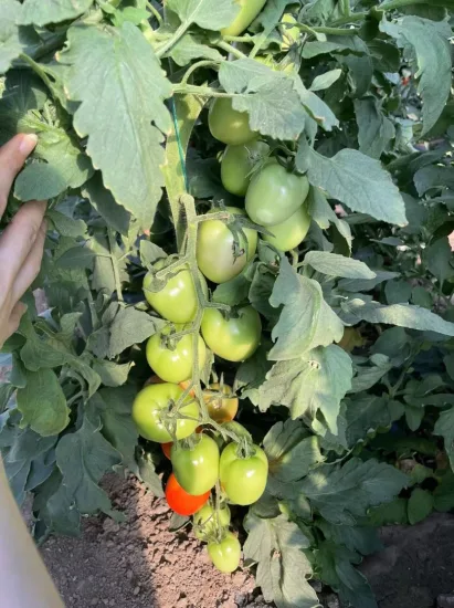 Große ovale Determinate-Hybrid-Tomatensamen, Gemüsesamen zur Aussaat