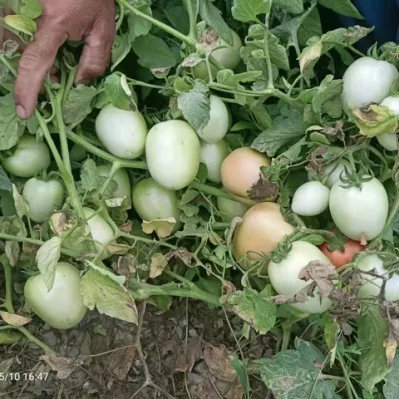 Hitzebeständige große ovale Form bestimmen Hybrid-Tomatensamen-Gemüsesamen zum Pflanzen