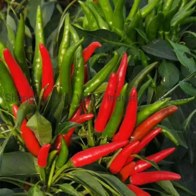 Hochertragreiche Hybrid-F1-Red-Cluster-Pfeffer-Chili-Samen für den Anbau – Korean Rice Chilli King