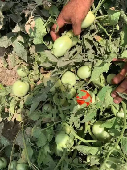 Df12 Big Size Oval Determinate Hybrid Tomatensamen Gemüsesamen für den heißen Verkauf