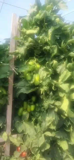 Gemüsefrucht Unbestimmte ovale Tomatensamen