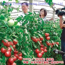 Unbestimmte Green House Pink Color F1 Hybrid-Gemüsesamen-Tomatensamen zum Pflanzen