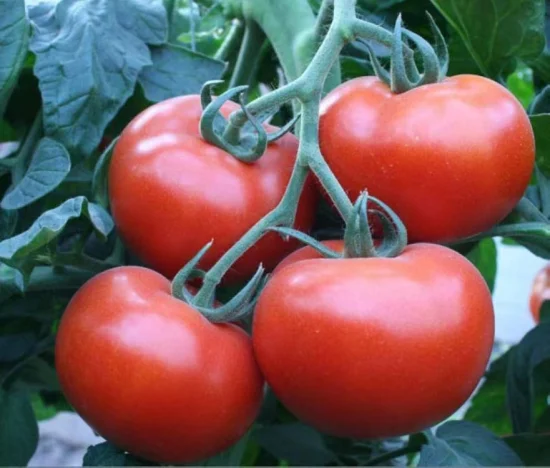 Unbestimmte, hochwertige Solanum Lycopersicum-Hybrid-Gemüsesamen