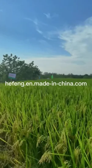 Reissamen – zwei Linien – gute Hitzetoleranz und hoher Ertrag