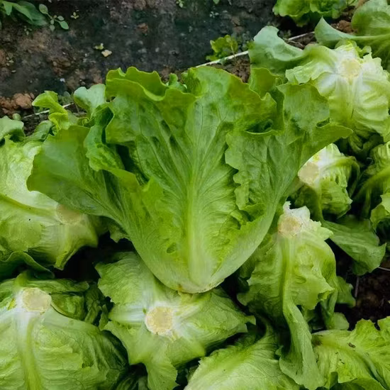 Frühreife lila Salatsamen
