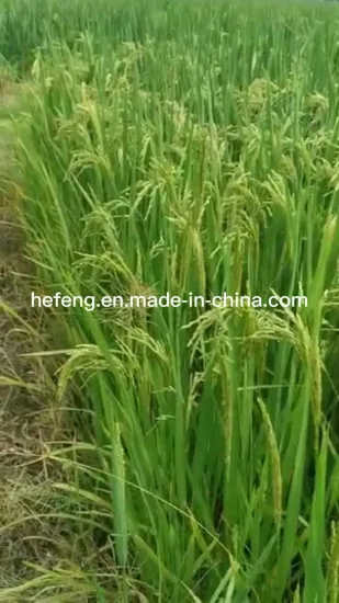 Reis-/Reissamen zum Pflanzen mit hohem Ertrag