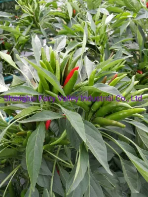 Hybrid F1 Red Cluster Pepper Chili Seeds Gemüsesamen für Growing-Sky King Star Nr. 2