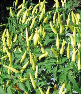 Hybride F1 weiße Paprikasamen zum Anpflanzen – koreanischer weißer Reispfeffer Nr. 2