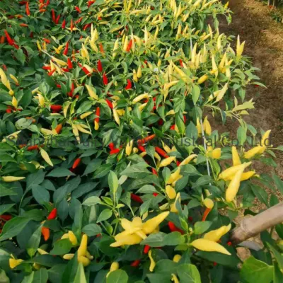 Hybrid F1 Single Upright Hot Pepper Seeds für den Anbau – koreanischer weißer Reispfeffer Nr. 1