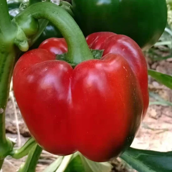 Hybride F1 Red Bell Sweet Pepper-Samen für den Anbau